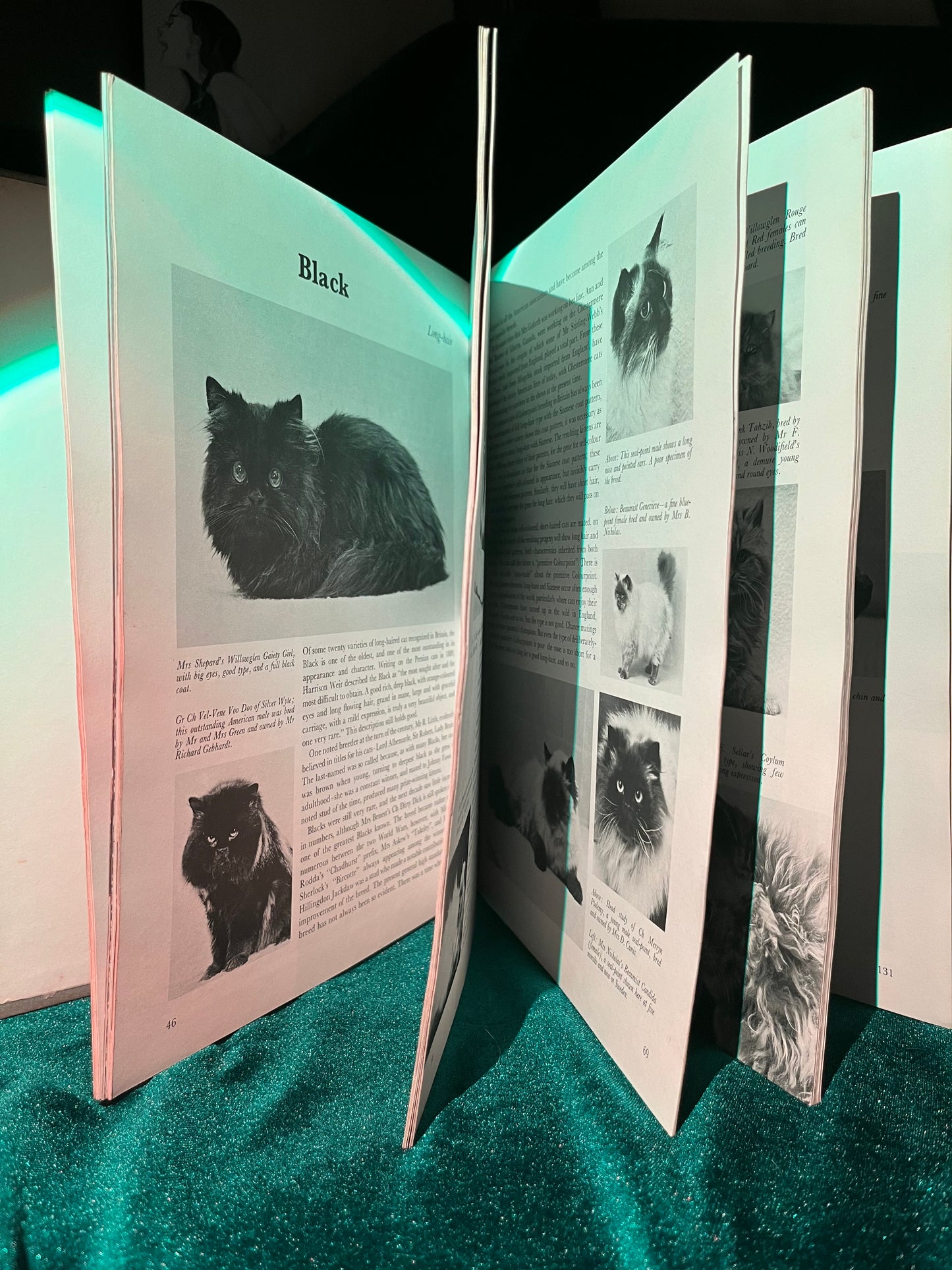The Cat Encyclopedia by Grace Pond