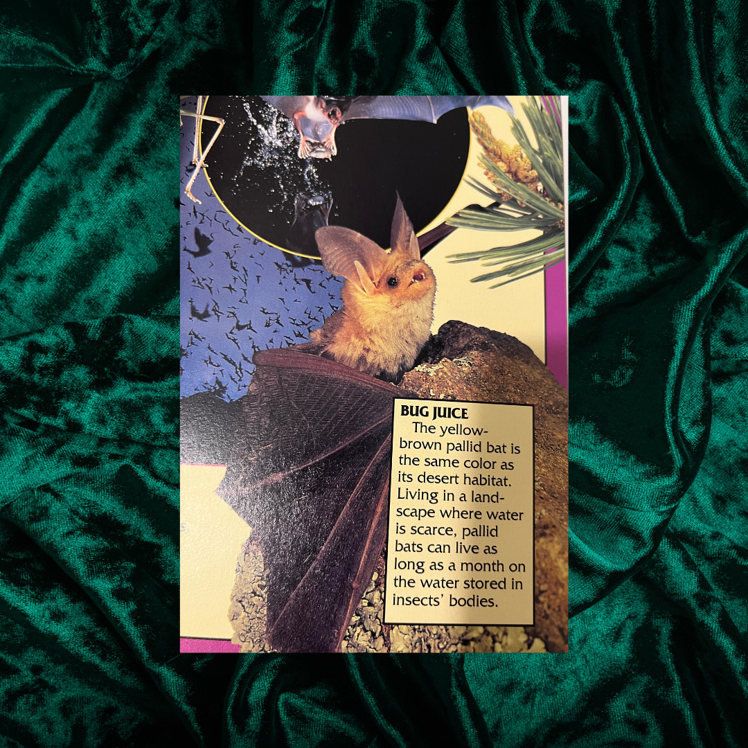 Eyes on Nature: Bats by Celia Bland