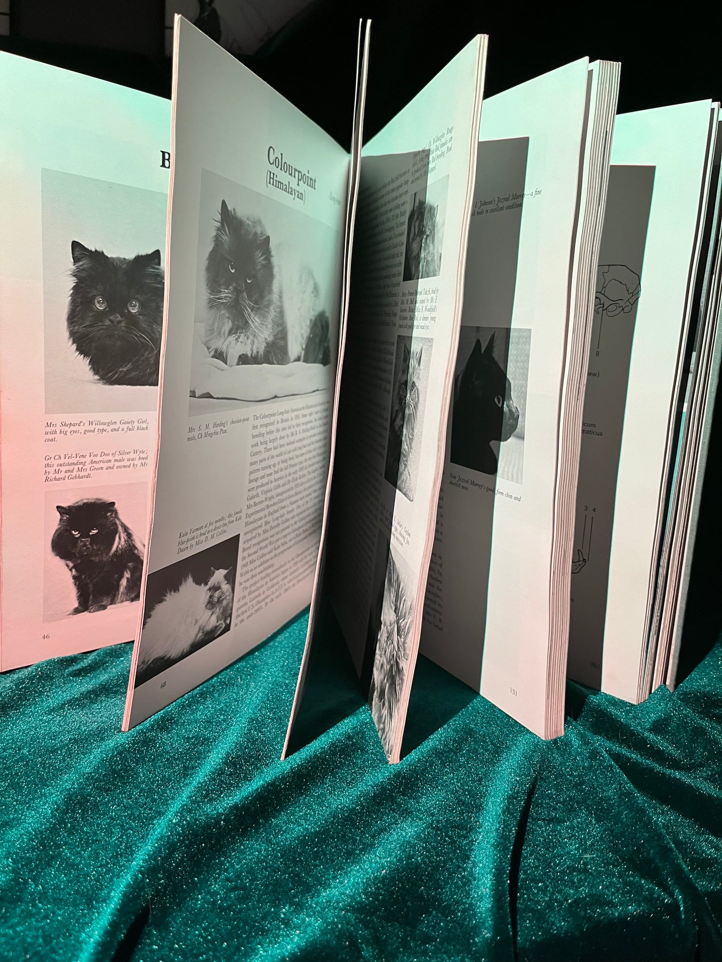 The Cat Encyclopedia by Grace Pond