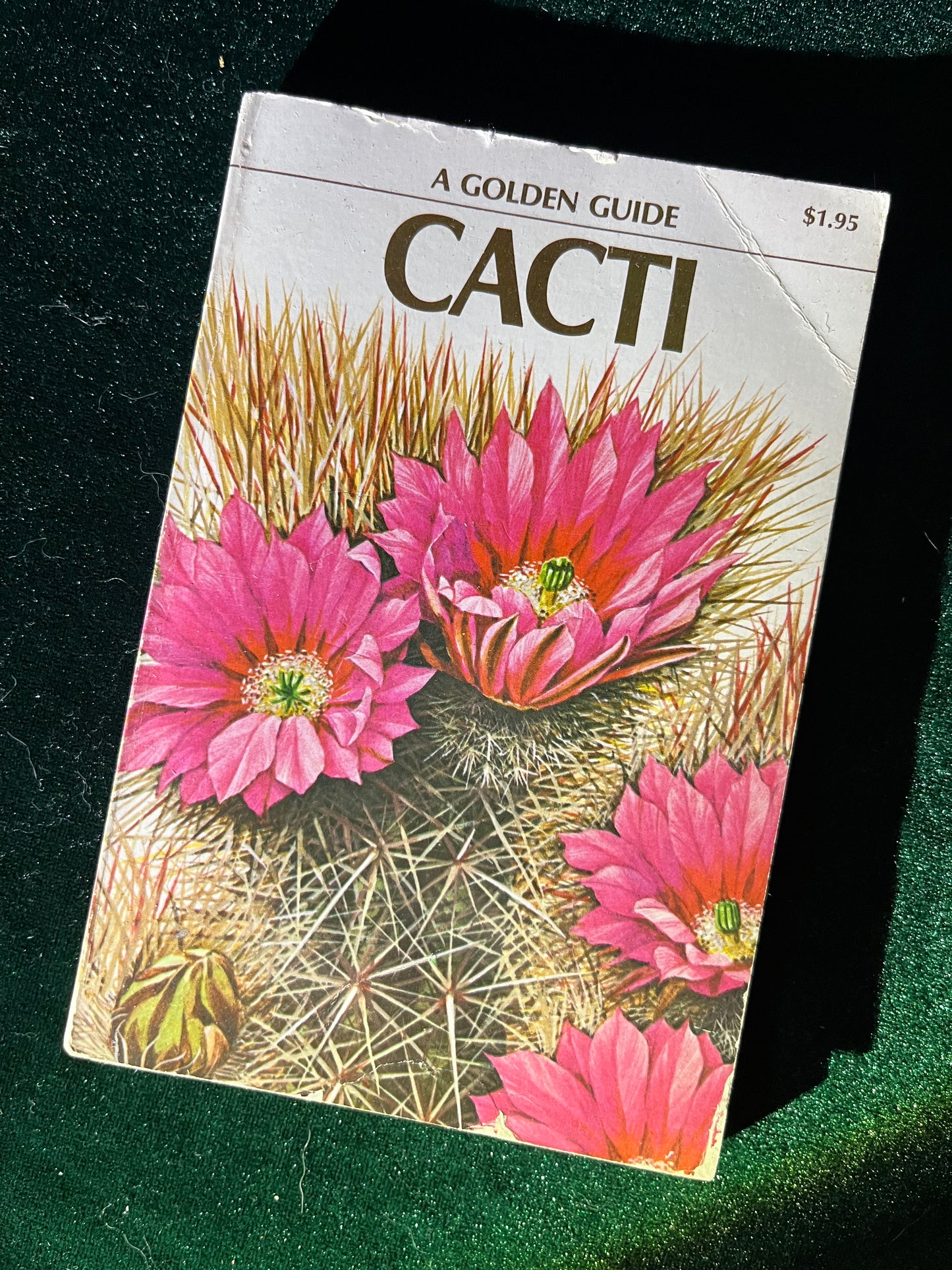 Cacti (A Golden Guide) 1974 Vintage