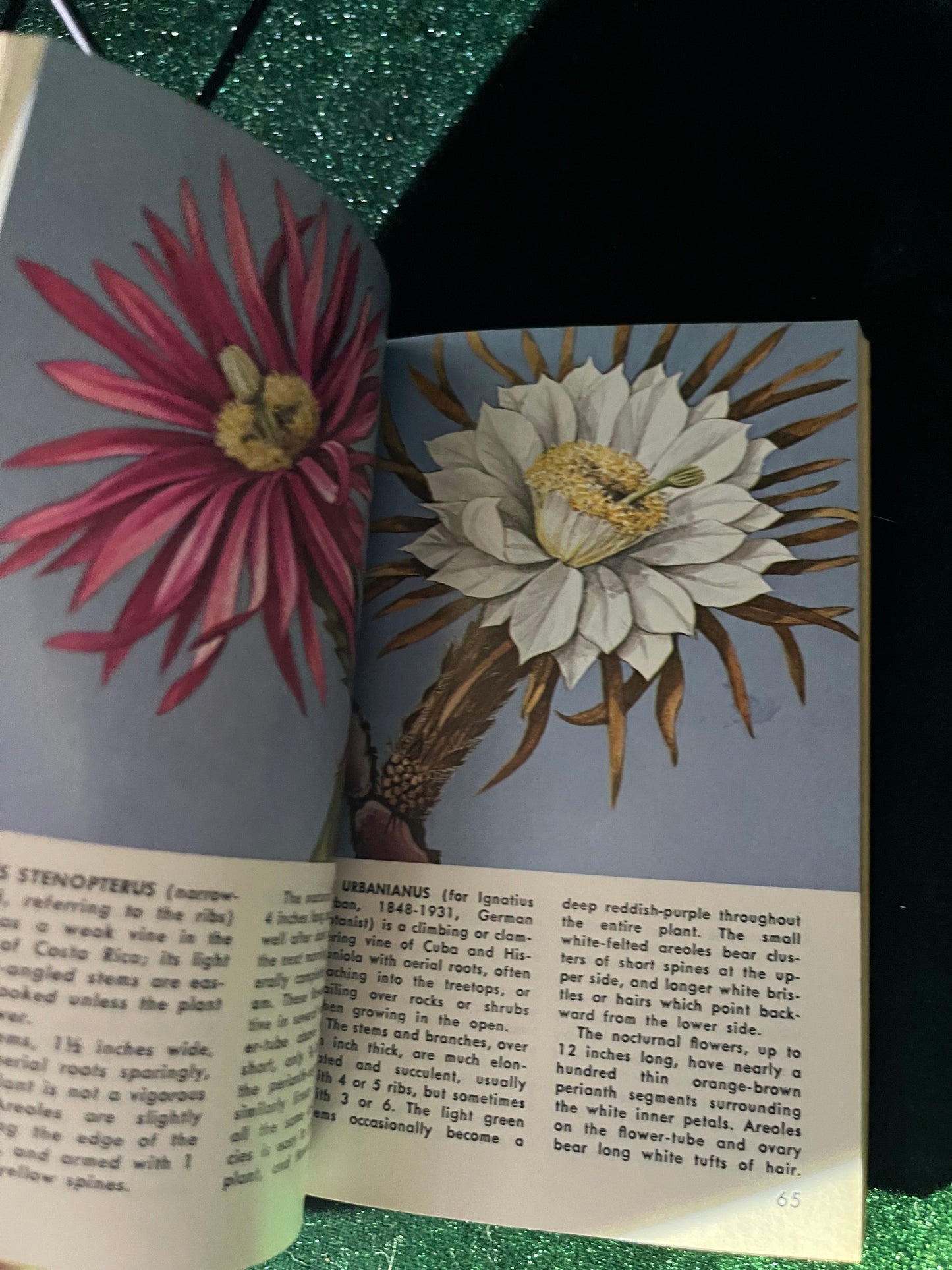 Cacti (A Golden Guide) 1974 Vintage