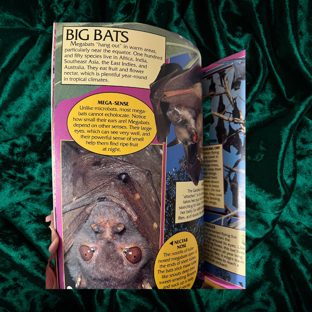 Eyes on Nature: Bats by Celia Bland